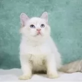 サイベリアン