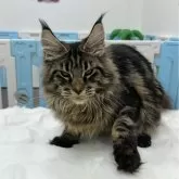 メインクーン