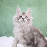メインクーン
