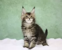 メインクーン【東京都・男の子・2024年11月22日・ブラウンタビー】の写真2