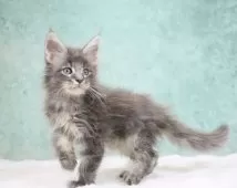 メインクーン【東京都・女の子・2025年8月10日・ブルーシルバータビー】の写真2