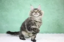 メインクーン【東京都・男の子・2025年8月14日・ブラウンタビー】の写真2