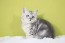 ブリティッシュショートヘア【東京都・女の子・2025年11月20日・シルバータビー】の写真3