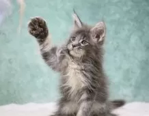 メインクーン【東京都・女の子・2025年8月10日・ブルーシルバータビー】の写真4