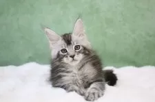 メインクーン【東京都・男の子・2024年11月22日・シルバータビー】の写真4