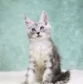 メインクーン【東京都・男の子・2025年7月26日・シルバータビー】の写真4