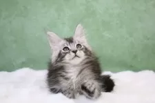 メインクーン【東京都・男の子・2024年11月22日・シルバータビー】の写真5