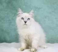 サイベリアン【東京都・男の子・2025年6月1日・リンクス&ホワイト】の写真5