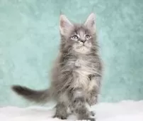 メインクーン【東京都・女の子・2025年8月10日・ブルーシルバータビー】の写真6