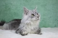 メインクーン【東京都・男の子・2025年6月1日・シルバータビー&ホワイト】の写真6