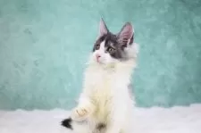 メインクーン【東京都・女の子・2025年9月5日・ブラックスモーク&ホワイト】の写真6