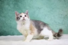 サイベリアン【東京都・女の子・2025年6月1日・キャリコタビー&ホワイト】の写真6