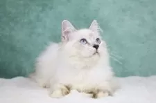 サイベリアン【東京都・男の子・2025年6月1日・リンクス&ホワイト】の写真7