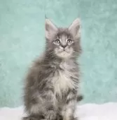 メインクーン【東京都・女の子・2025年8月10日・ブルーシルバータビー】の写真7