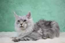 メインクーン【東京都・男の子・2025年6月1日・シルバータビー&ホワイト】の写真8