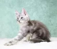 メインクーン【東京都・男の子・2025年7月26日・シルバータビー】の写真8