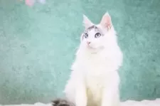 メインクーン【東京都・男の子・2025年4月15日・シルバータビー&ホワイト】の写真4