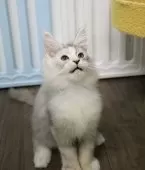 メインクーン【東京都・女の子・2024年9月22日・シルバートーティータビー】の写真8