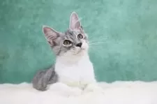 メインクーン【東京都・男の子・2025年4月15日・シルバータビー&ホワイト】の写真9