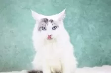 メインクーン【東京都・男の子・2025年4月15日・シルバータビー&ホワイト】の写真5