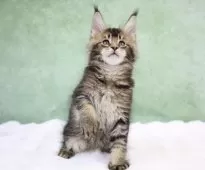 メインクーン【東京都・男の子・2024年11月22日・ブラウンタビー】の写真9