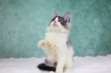 メインクーン【東京都・女の子・2025年9月5日・ブラックスモーク&ホワイト】の写真9