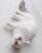 マンチカン【・女の子・2024年6月10日・ブルーポイント&ホワイト】「愛嬌たっぷりなユニークな動きが大変珍しいです(*’ω’ノノ゙☆」