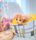 キンカロー【東京都・男の子・2025年3月6日・明るいオレンジゴールド(ロング)】の写真10「箱はAmazonしか知らないニャ🐱」