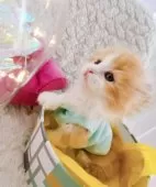 キンカロー【東京都・男の子・2025年3月6日・明るいオレンジゴールド(ロング)】の写真12「先生〜 脱げました〜‪🙋‍♂️‬」