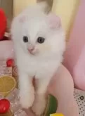 キンカロー【東京都・男の子・2025年6月2日・ホワイト】の写真13「美しい美男猫ちゃん」