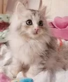 サイベリアン【東京都・男の子・2025年9月1日・シルバーパッチドタビー&ホワイト】の写真5「オシャレな王族👑🏆」