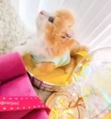 キンカロー【東京都・男の子・2025年3月6日・明るいオレンジゴールド(ロング)】の写真5「脱皮 して逃げちゃお✩.*」