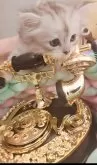 サイベリアン【東京都・女の子・2025年5月11日・シルバーパッチドタビー&ホワイト】の写真12「お問い合わせ お待ちしております♥♡♡」