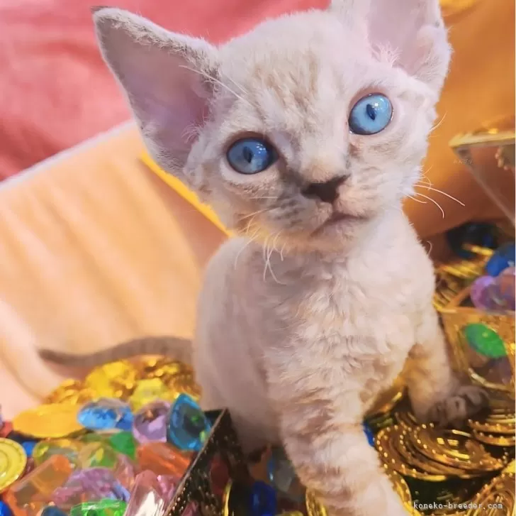 ID：2505-01353の子猫