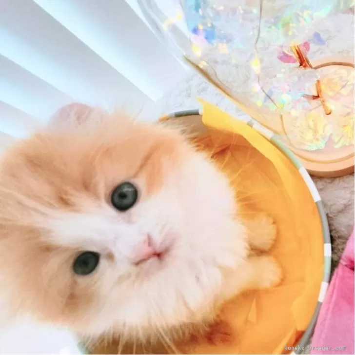 ID：2504-01497の子猫