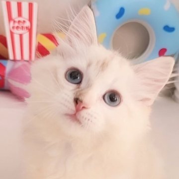 サイベリアン【東京都・女の子・2025年6月27日・ブルーリンクスポイント（モコモコ🐑）】の写真「手袋をした美猫様のお鼻は可憐な模様🪷」