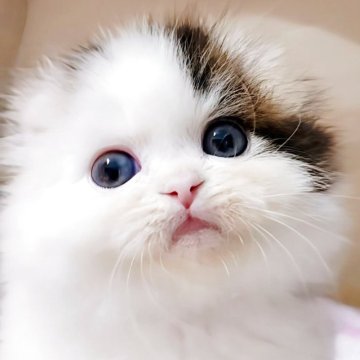 キンカロー【東京都・男の子・2025年10月13日・★短足★キンカロー‪🐹♥ブラウンタビー&ホワイト（ロングヘアー）】の写真「短足🐮スペシャルな牛柄」