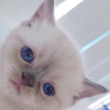 マンチカン(長足)【東京都・男の子・2025年6月14日・チョコレートリンクスポイント（光沢ショート）】の写真「たぬにゃんは美しいブルーアイ💎」