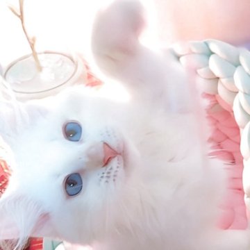サイベリアン【東京都・男の子・2025年6月27日・クリームポイント（毛玉の出来にくいロングヘアー）】の写真「惹き込まれる美男猫のミステリアスな魅力🧹💫⭐︎」