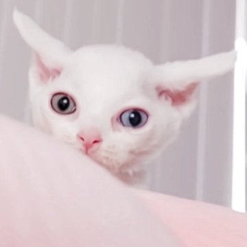 デボンレックス【東京都・男の子・2025年3月28日・オッドアイ(ホワイト)（巻き毛）】の写真「小さな宝石💎🌙月と海を兼ね備えるオッドアイ🧊」