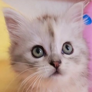 サイベリアン【東京都・女の子・2025年5月11日・シルバーパッチドタビー&ホワイト（シルクタッチ）】の写真「天然キャラのキャンドル🕯テール姫👑」