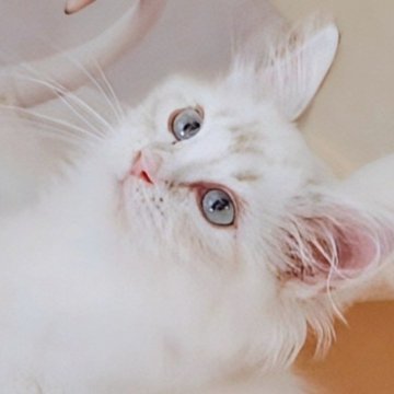 サイベリアン【東京都・男の子・2025年9月1日・ブルーリンクスポイント（🕯幸運のキャンドルテール）】の写真「完全無欠💎️.*･手袋とキャンドルテール🕯」