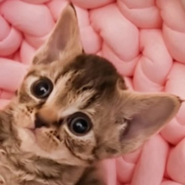 デボンレックス【東京都・女の子・2026年1月20日・ブラウンタビー（💭💭くるくる）】の写真「🦌コジカちゃん🎀🫶」