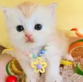 サイベリアン【東京都・女の子・2025年5月11日・クリームタビー&ホワイト】の写真1「🐤🐥🐥🐤よちよち歩きのフレッシュな女の子」