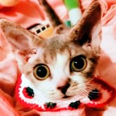 デボンレックス