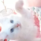 サイベリアン