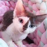デボンレックス