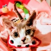 デボンレックス