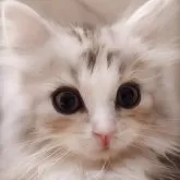 サイベリアン【東京都・男の子・2025年9月1日・シルバーパッチドタビー&ホワイト】の写真1「ほっぺは天然チークだよ💋」