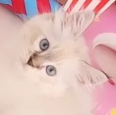 サイベリアン【東京都・男の子・2025年6月27日・ブルーリンクスポイント】の写真1「福猫さんです」